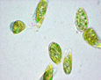 (Fig.1) Microalgae called Euglena