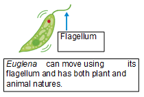 (Fig.3) Both plant and animal natures