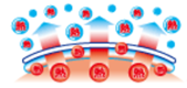 (Fig.2) Evaporation of the moisture in the gel