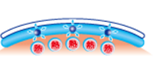(Fig.3) Menthol capsules