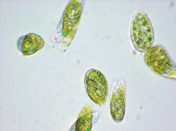 (Photo-3) Microalgae Cultivation Technology