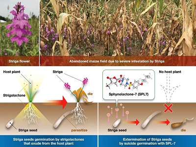 image:Extermination of Striga seeds by suicide germination with SPL-7