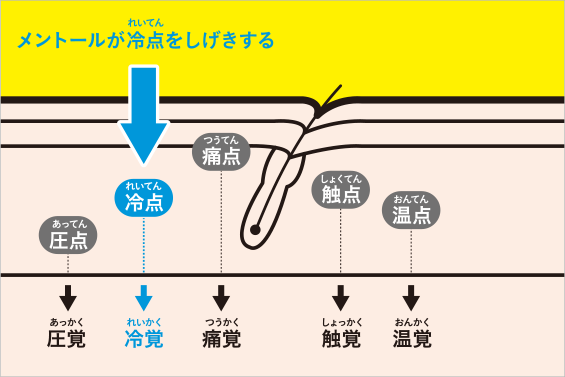 メントールが冷点をしげきする