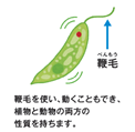 （図）植物と動物両方の性質