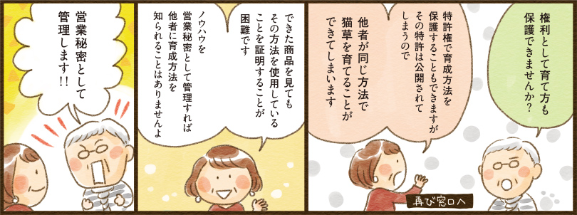 1コマ目地の文：再び窓口へ　権利として育て方も保護できませんか？ 特許権で育成方法を保護することもできますがその特許は公開されて他者が同じ方法で猫草を育てることができてしまいます 2コマ目地の文：できた商品を見てもその方法を使用していることを証明することが困難です ノウハウを営業秘密として管理すれば他社に育成方法を知られることはありませんよ 3コマ目地の文：営業秘密として管理します！！