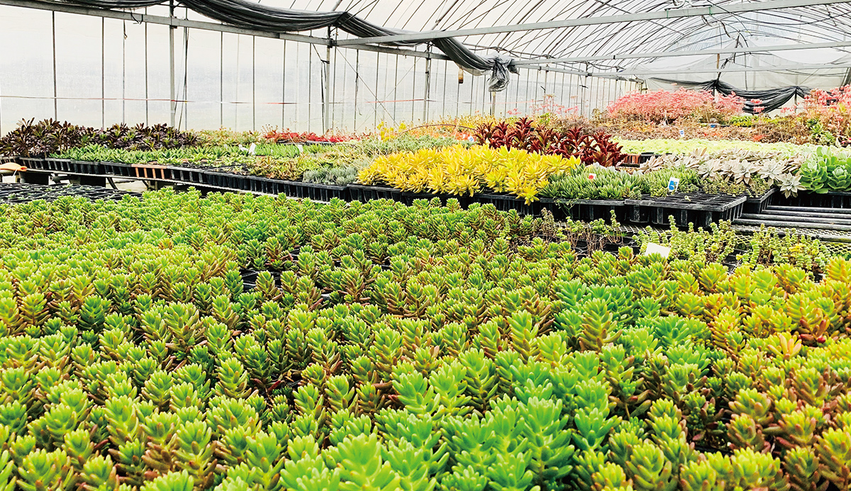 名田植物園の写真