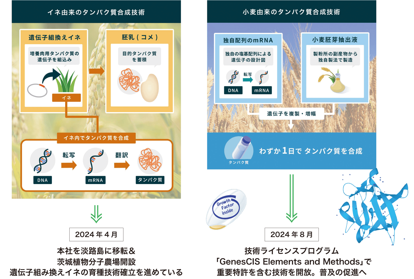 「イネ由来のタンパク質合成技術」「小麦由来のタンパク質合成技術」イメージ