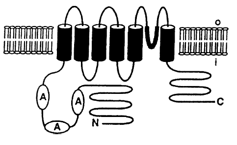 （図）特表2001-514879号公報　図1B