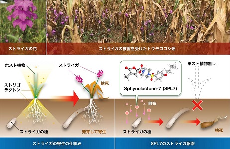 （イメージ画像）「SPL7」分子による寄生植物「ストライガ」の駆除