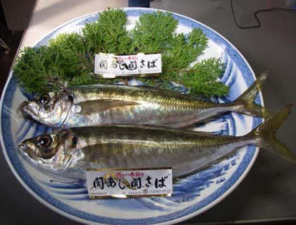 写真：関あじ