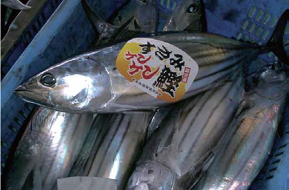 写真：すさみケンケン鰹