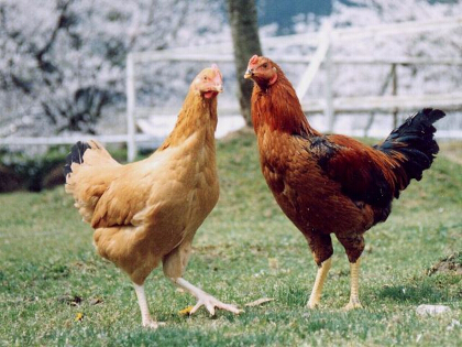 写真：大和肉鶏1