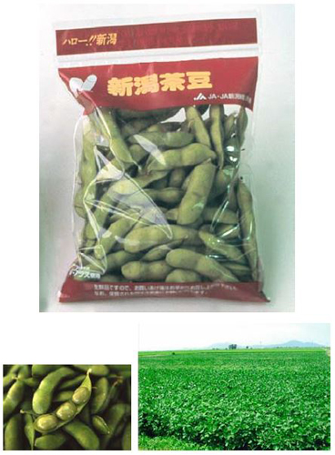 写真：新潟茶豆