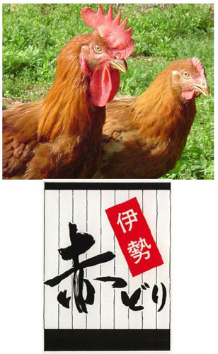 写真：伊勢赤どり