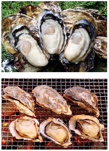 写真：小長井牡蠣