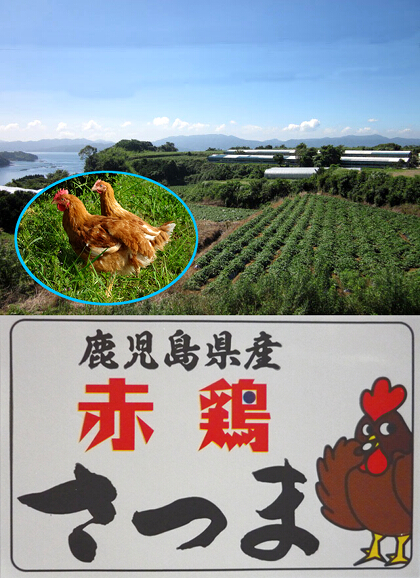 写真：赤鶏さつま