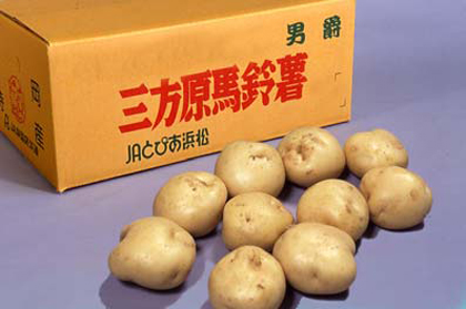 写真：三方原馬鈴薯