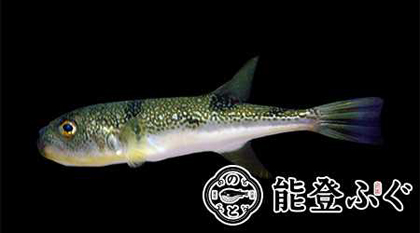 写真：能登ふぐ