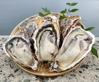 写真：糸島カキ