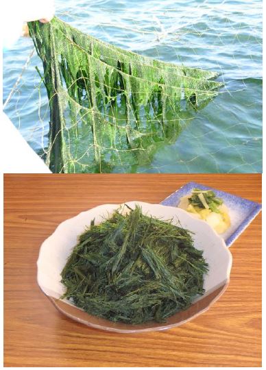 写真：八代青のり