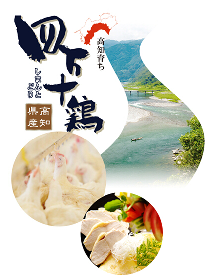 写真：四万十鶏