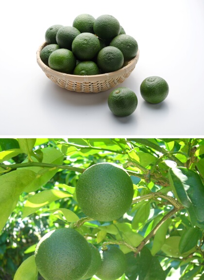 写真：大分かぼす