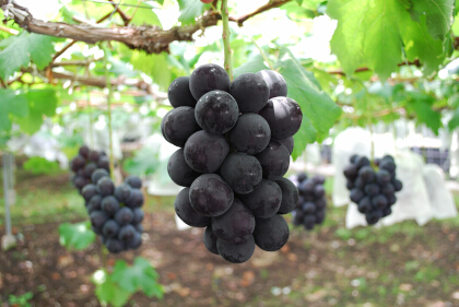 写真：三次ピオーネ